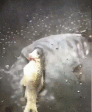 没得救了搞笑视频,带你领略欢乐无限